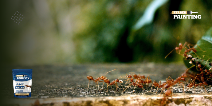 Kaip neleisti skruzdėlėms patekti į jūsų namus?